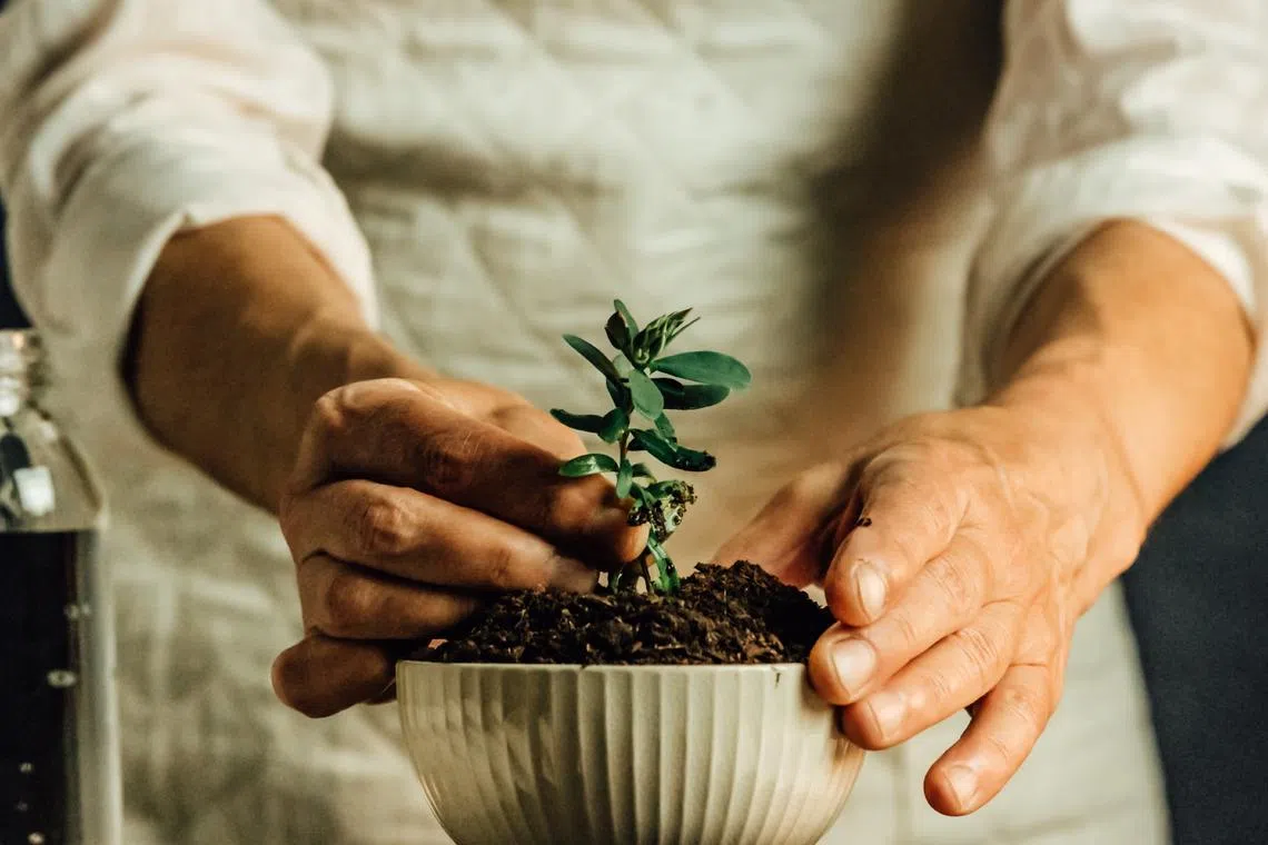 Plant aficionados tend to have a large garden or a plant vivarium inside their homes to nurture various kinds of plants.