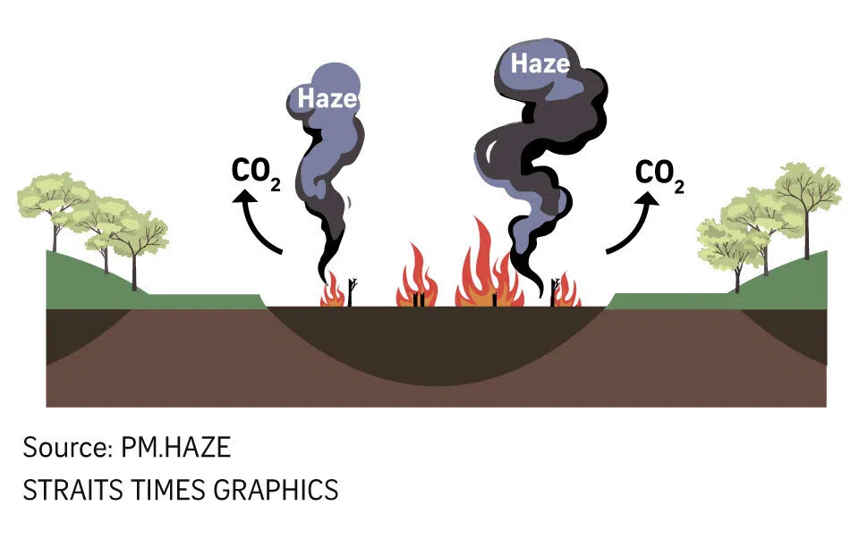 Diagram illustrating how dry peat caught in fires releases smoke haze and carbon dioxide into the atmosphere.