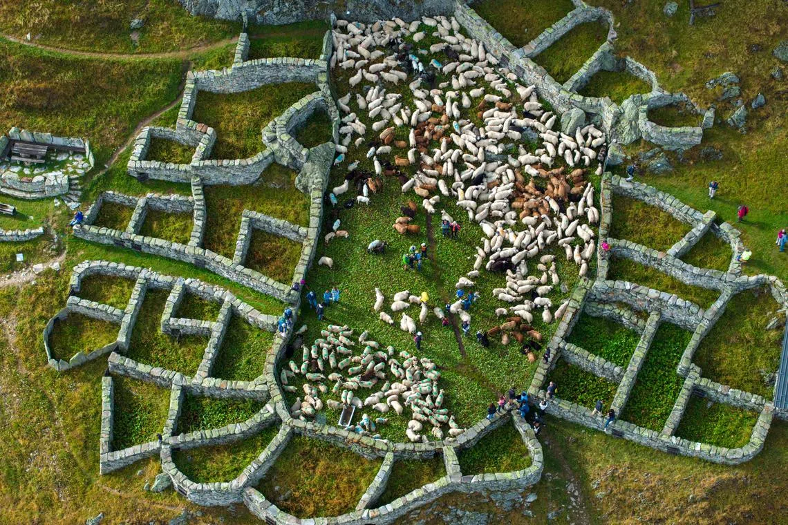 An aerial view of stone pens that date to medieval times and are still being used to sort grazing herds by its owner after they had come down from higher pastures, in Belalp, Switzerland, Aug 26, 2023. 