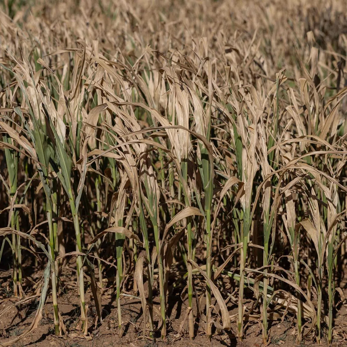 A field of dried out corn in France, in July 2026, amid a heatwave. Farmers, however, have also reduced corn production in favour crops like sunflowers, or have chosen to leave land fallow amid rising costs.