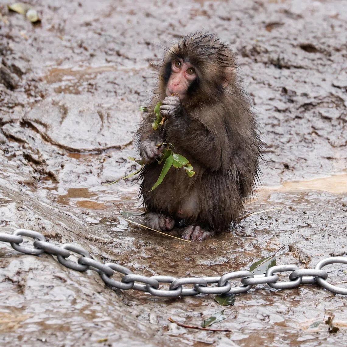 Punch, a Japanese macaque known for clinging to a stuffed orangutan, chews on tree leaves at Ichikawa City Zoo in Ichikawa, Chiba Prefecture in March.