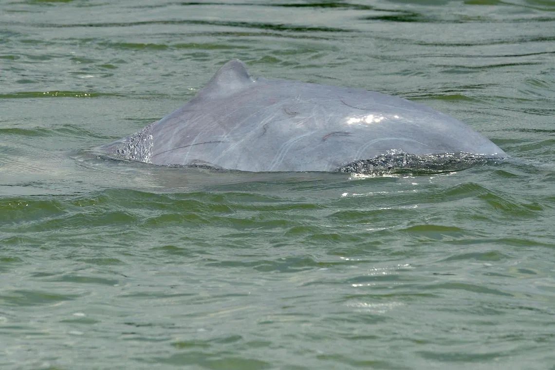 The Irrawaddy dolphin population has been in steady decline due to habitat loss and destructive fishing practices.