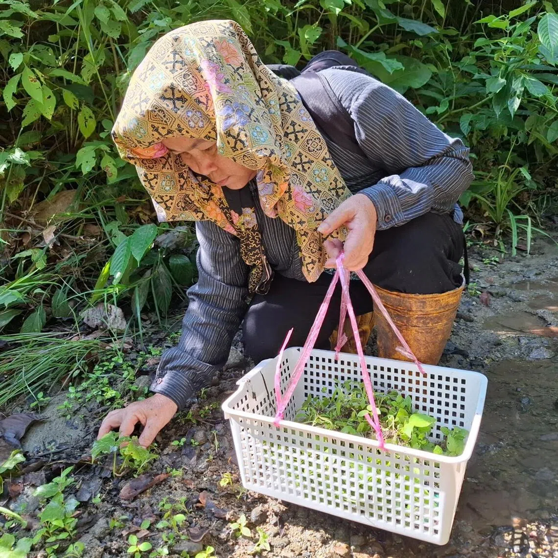 A Kampung Tampenau villager picking up wildings found in the forest reserve during an outing with the Sabah Forestry Department, in the Kawag area within Ulu Segama-Malua Forest Reserve in Sabah.