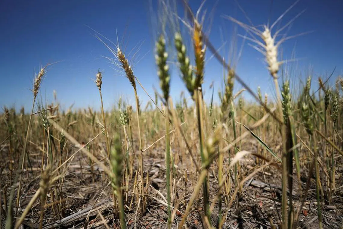 FILE PHOTO: A view shows limp wheat plants, a result of the climate phenomenon La Nina, at a farm in Navarro, in Buenos Aires province, Argentina December 5, 2022. REUTERS/Agustin Marcarian/File Photo