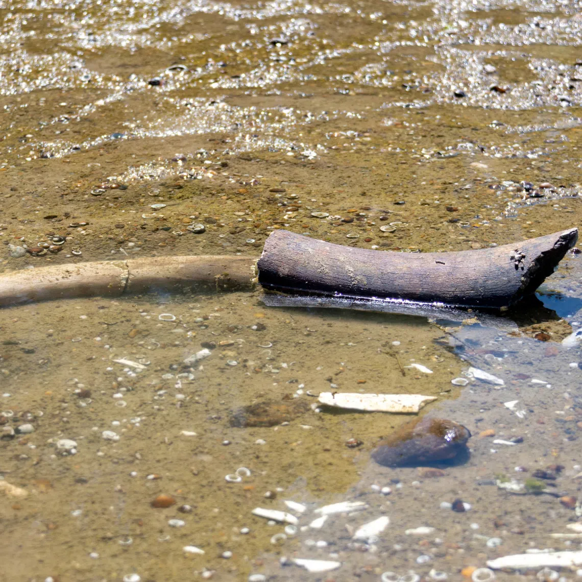 The remains of what historians believe is an ancient mammoth, which emerged after the Danube River’s water level receded to a record low.
