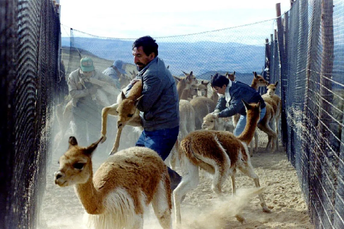 Vicunas’ wool is considered one of the most expensive and is highly sought after in the fashion industry.