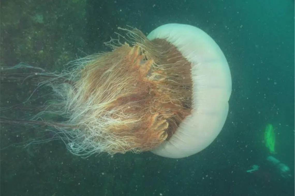 Warming seas bring jellyfish, sharks closer to South Korea’s beaches