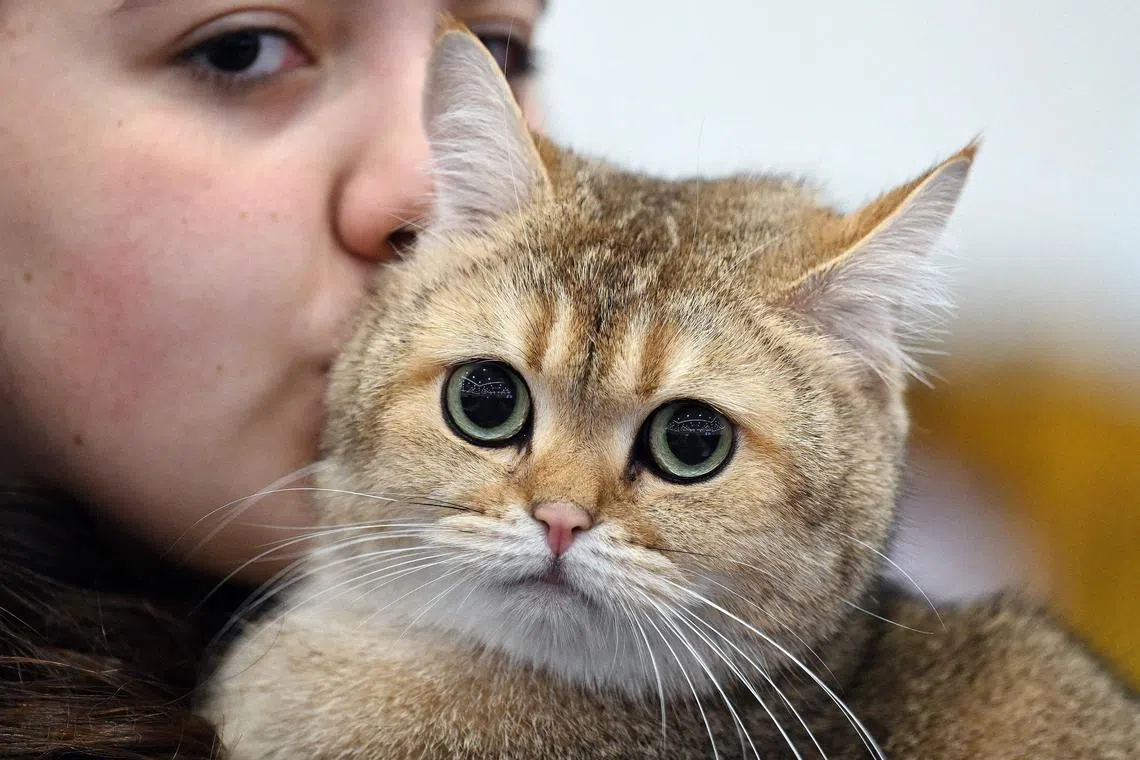 An owner holds her cat during a show organised by the Kuwait Cat Club in Kuwait City on February 15, 2025. (Photo by YASSER AL-ZAYYAT / AFP)