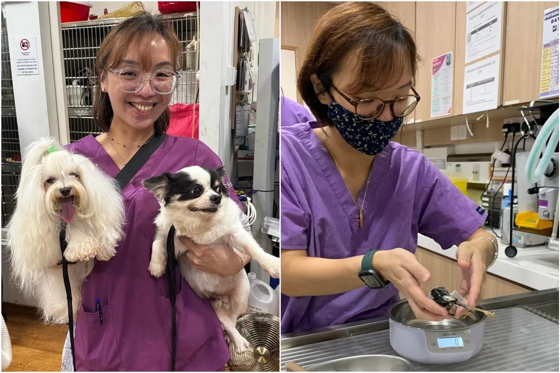 Ms Evonne Yong is a senior veterinary nurse at McMaster & Heap Veterinary Practice in Christchurch, New Zealand.