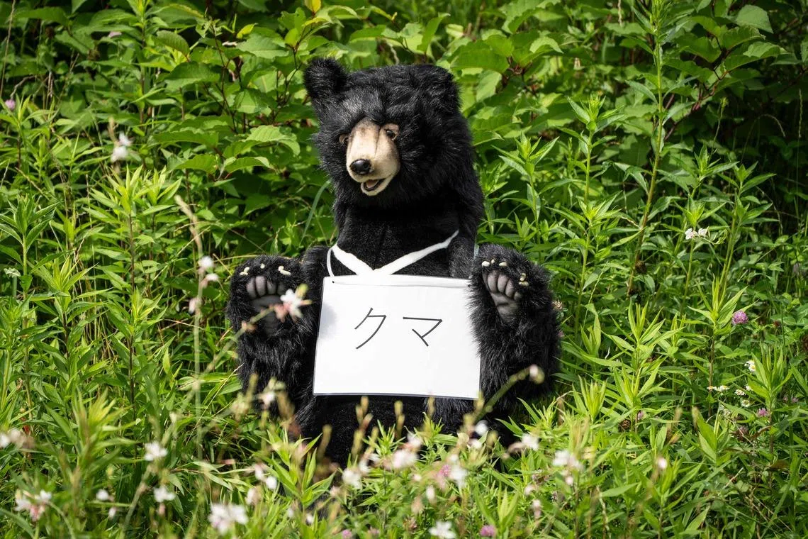 An increasing number of bear sightings and related injuries have raised the alarm among the authorities, who are seeking to assess bear habitats.