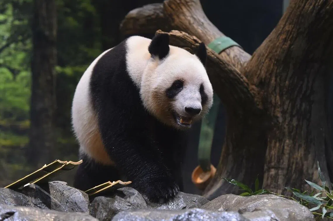 A photo of Lei Lei taken on Oct 27. The panda is one of two left in Japan, and both are due to return to China in February.