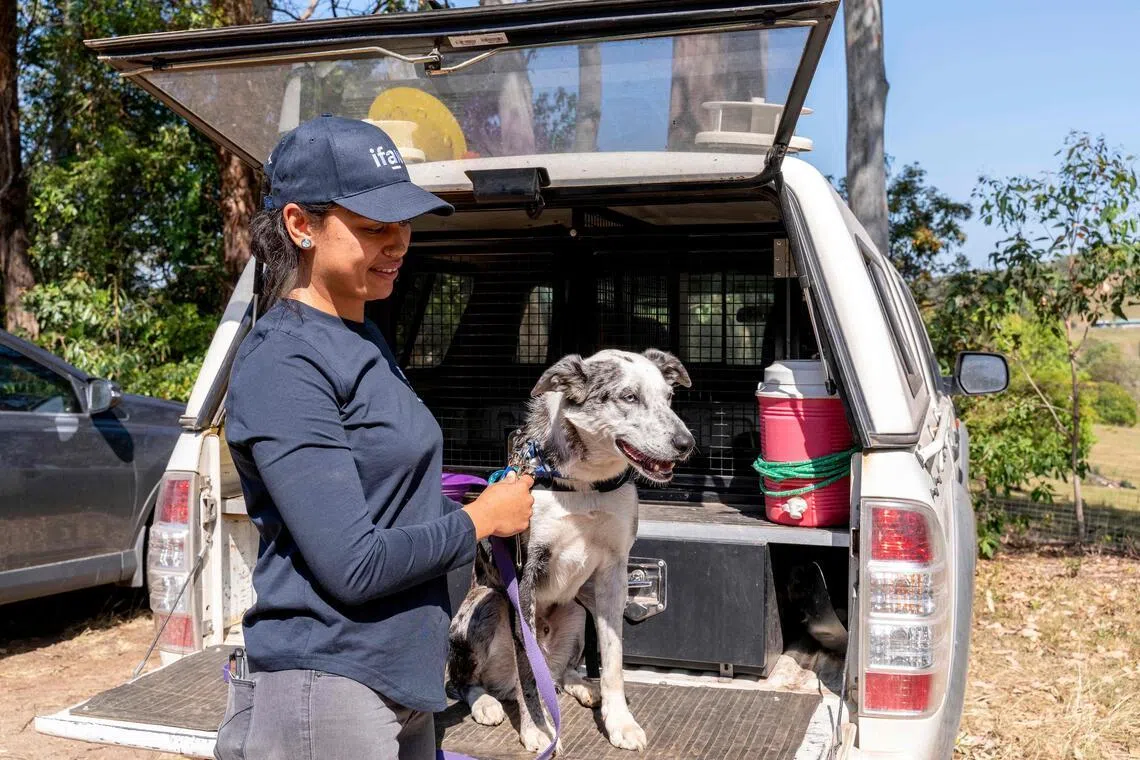 ‘Hero’ Australian dog who saved 100 koalas retires