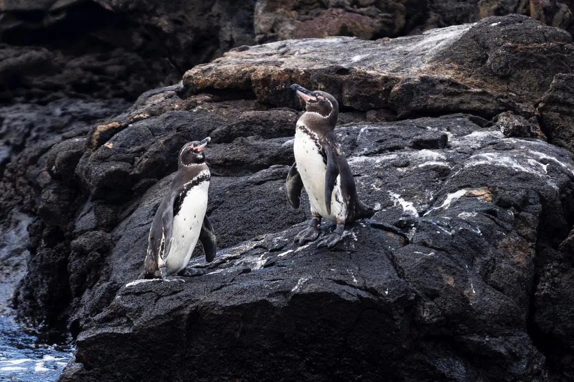 Penguins are seen at the Bartolome Island, part of the Galapagos Islands, in Ecuador on April 15, 2023. Ecuador has converted $1.6 billion of commercial debt into a loan that will direct vast resources to Galapagos Islands conservation in the largest-ever transaction of its kind, the government and partners announced Tuesday. (Photo by Carlos Espinosa / AFP)