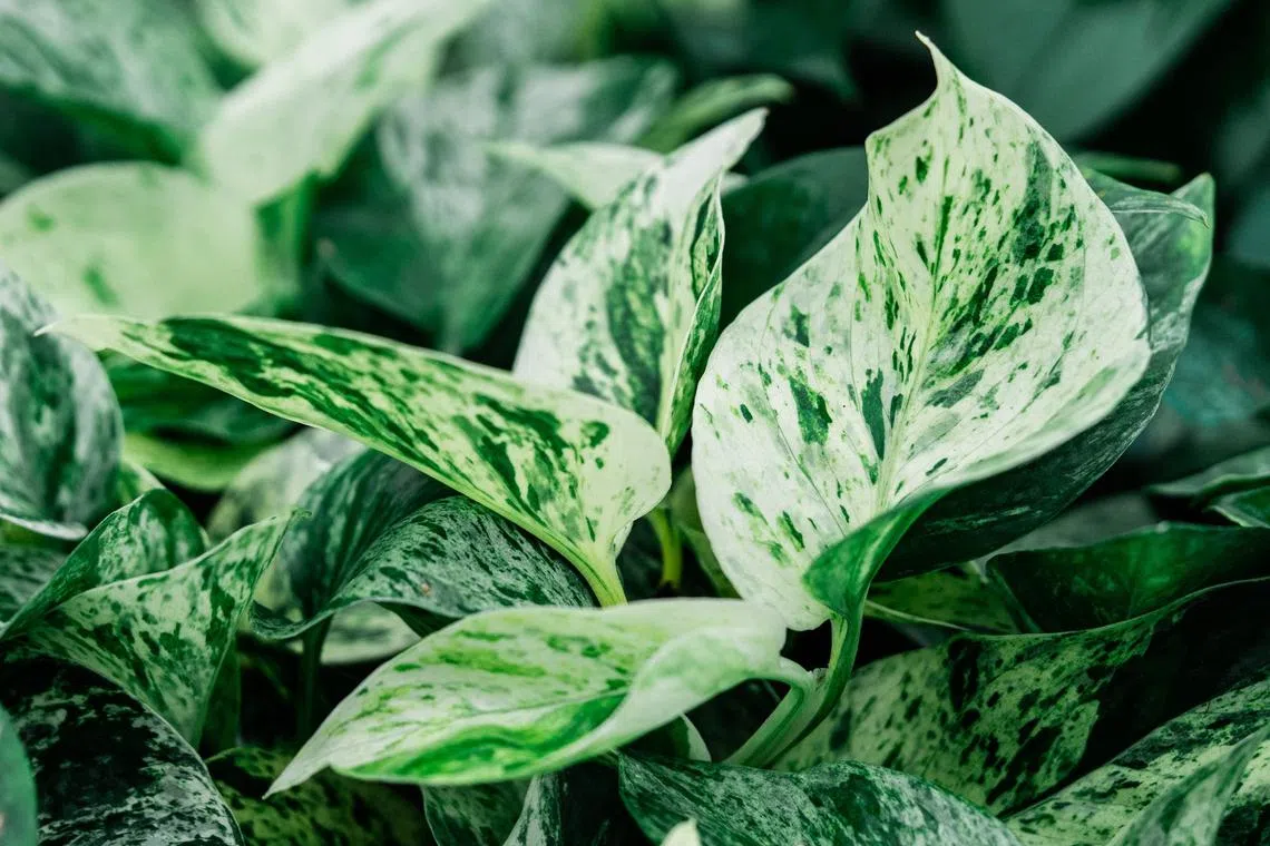 Marble Queen Pothos plants are seen inside the greenhouse of French start-up Neoplants at their facility in Lodi, California, on May 1. Neo Px is a bioengineered plant reportedly capable of purifying indoor air at an unprecedented scale.