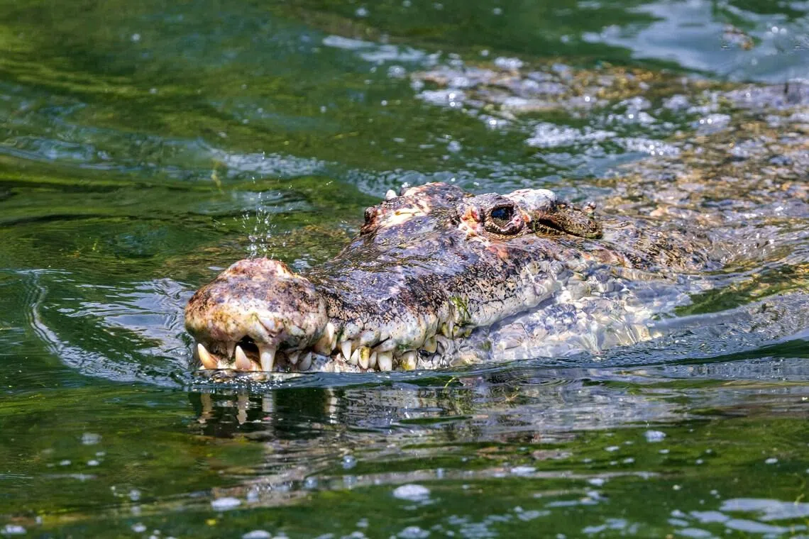 India is considering releasing snakes and crocodiles along its frontier with Bangladesh to stave off unauthorised crossings.