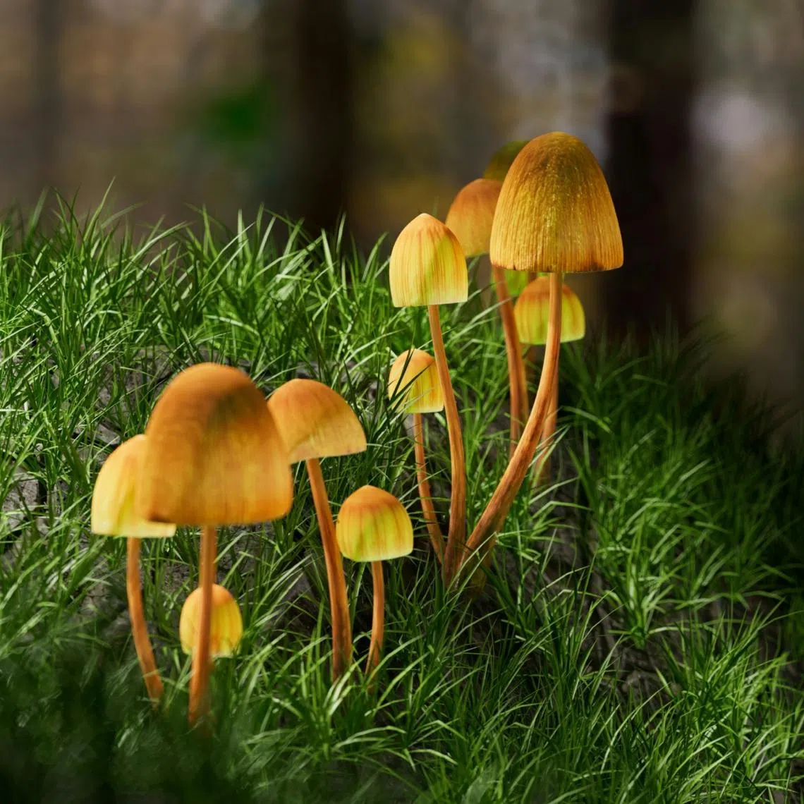 Psilocybin is a naturally occurring psychedelic compound found in some species of mushroom and can cause hallucinations and an altered state of mind.