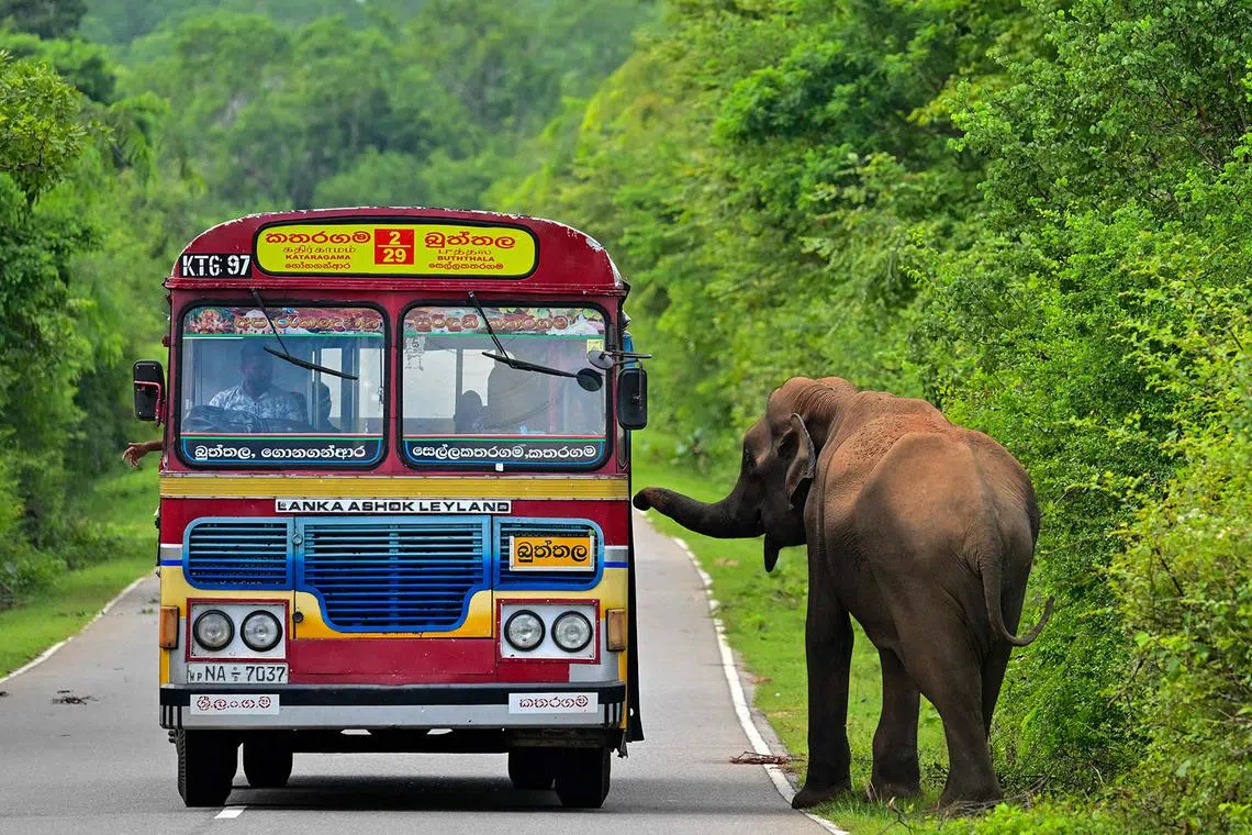 Commuters riding a bus past an elephant along a road in Kataragama, Sri Lanka, on Dec 17, 2024. 