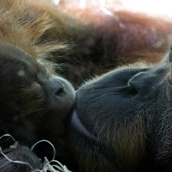 Scientists found kissing to be far more common among other species than previously understood.