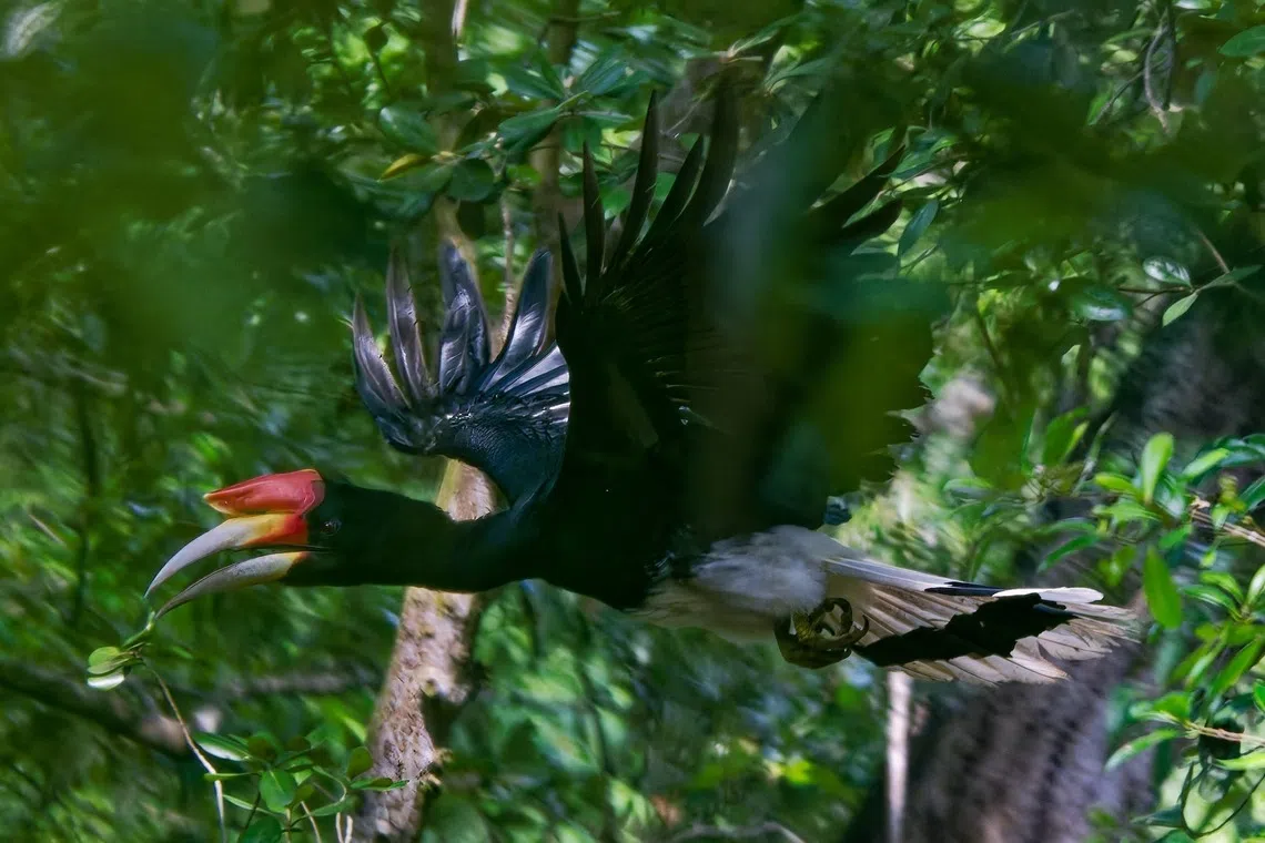 The Rhinoceros hornbill, known to be locally extinct, was spotted at Sungei Buloh Wetland Reserve on Oct 28 and 29.