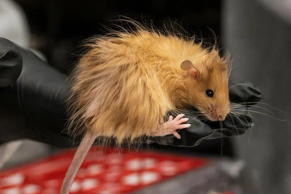 Woolly mice that have been genetically modified with mammoth genes.
