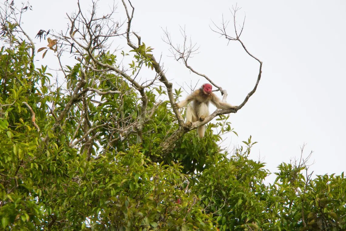 
The uakari monkey in the Mamiraua Sustainable Development Reserve