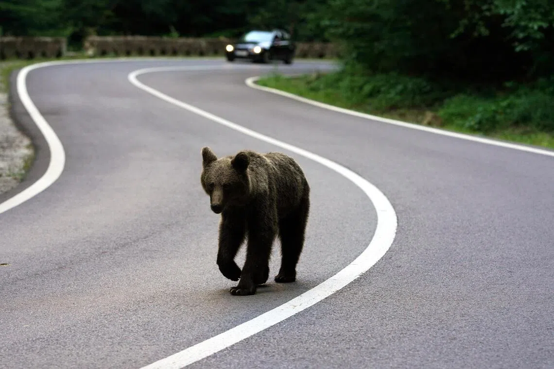 Bear sightings have risen in Mongolia, with 24 confirmed sightings so far in 2026 in Ulaanbaatar.