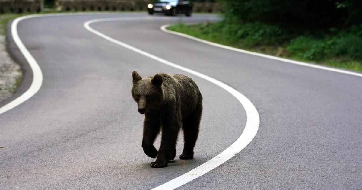 Bear kills man in Mongolian capital as sightings rise