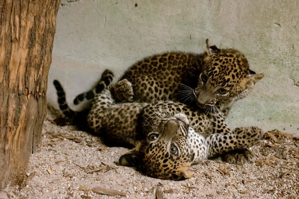 Two of the triplets playfight in the den. They are among only around 80 Sri Lankan leopards in zoos worldwide.