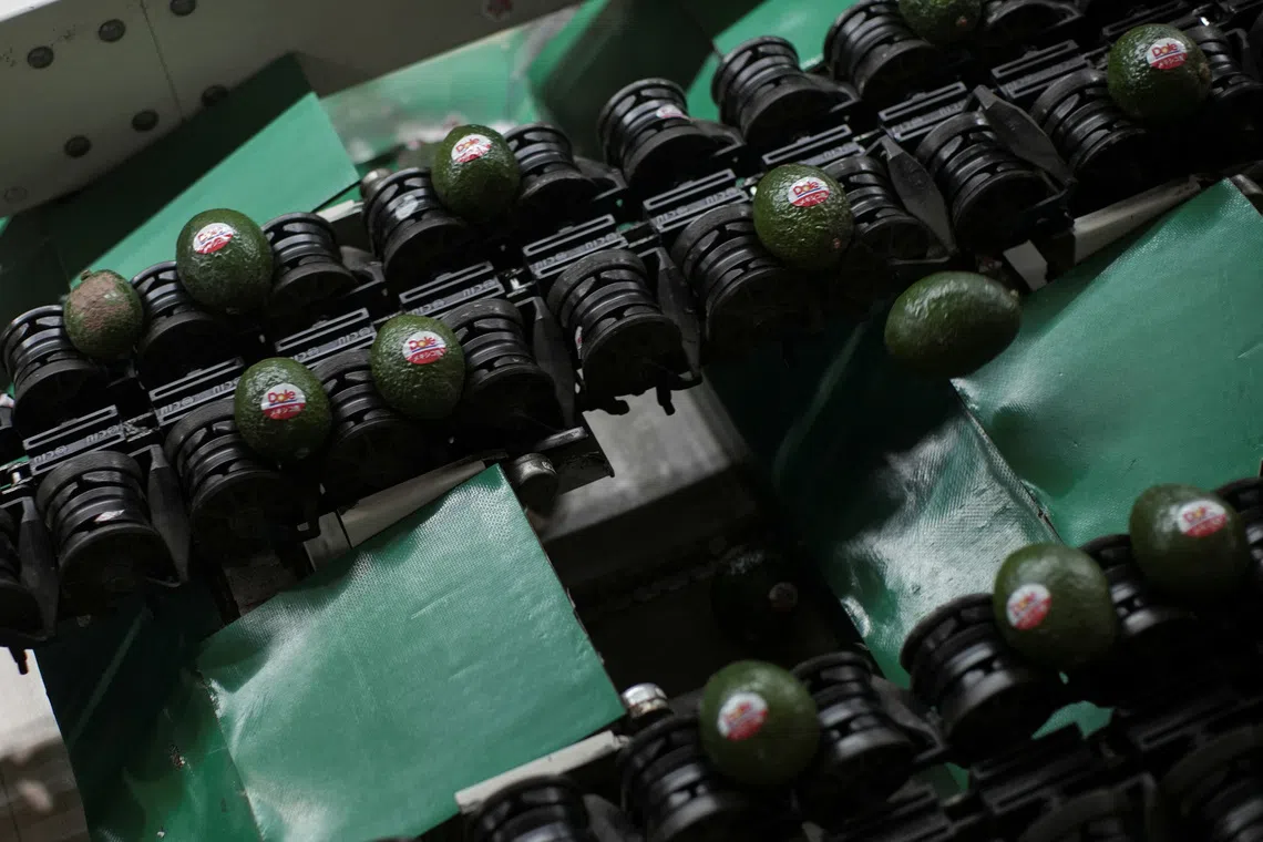 Avocados lie on a machine at a packing warehouse after the United States suspended avocado export inspections in the state following a security alert, a move that could delay shipments from Mexico's top producing region to its largest market, in Tacambaro de Codallos, Michoacan state, Mexico August 6, 2026. REUTERS/Ivan Arias