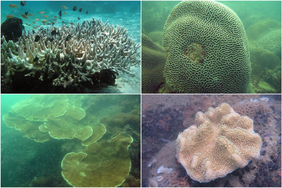 The corals today are mostly dome-shaped or flat and they host a lower diversity of marine life.
