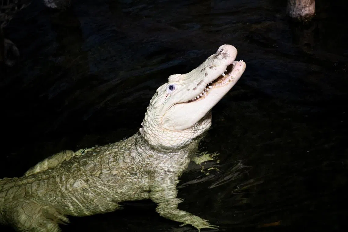 kvgator21 - "Writer to caption"


Credit: Omaha's Henry Doorly Zoo and Aquarium/Facebook
