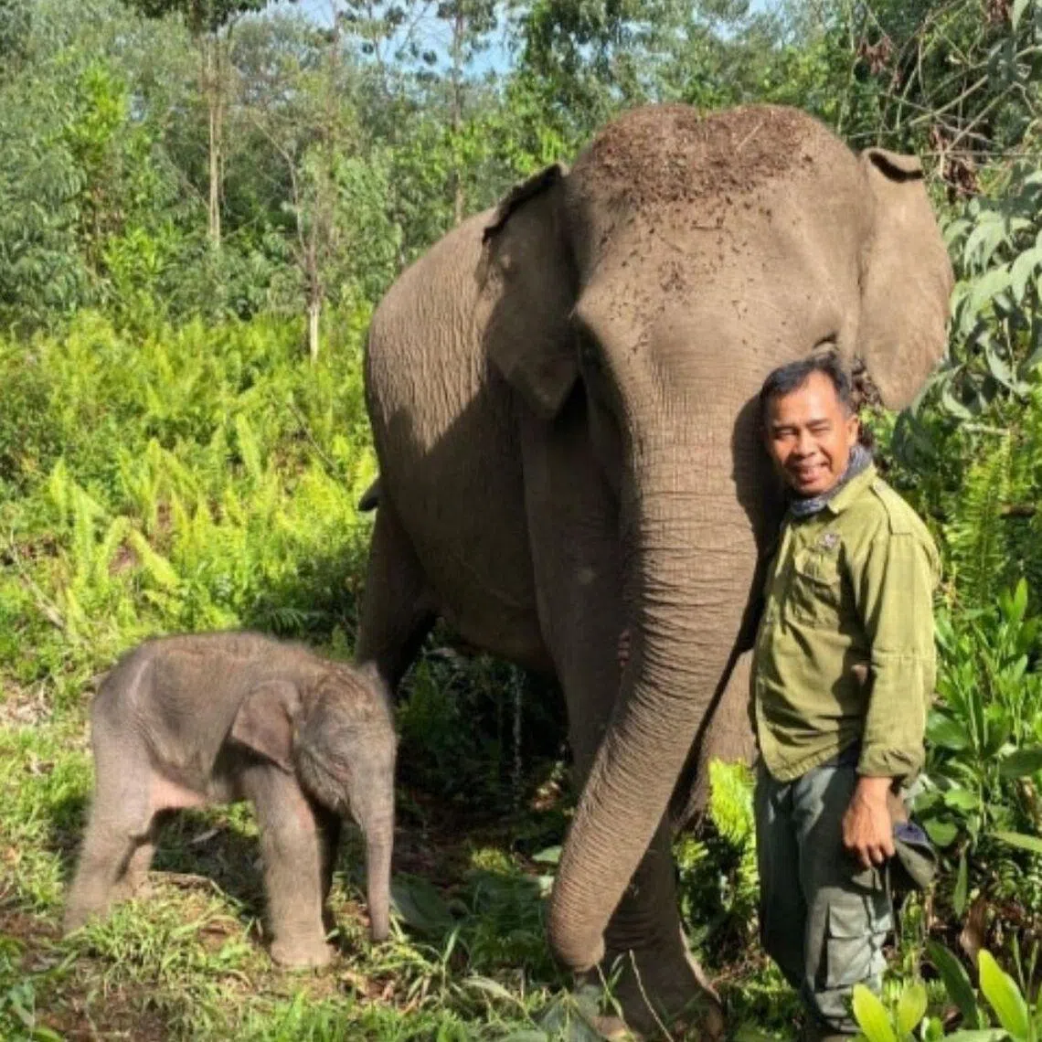 The calf is 93cm tall, 104cm long and its chest measures 112cm. A mahout (right) embraces 55-year-old female adult elephant Rina (center) as she stands next to her calf in Tesso Nilo National Park in Pelalawan regency, Riau. The female calf was estimated to be born on Wednesday at about 4 a.m. (Courtesy of Tesso Nilo National Park/-)