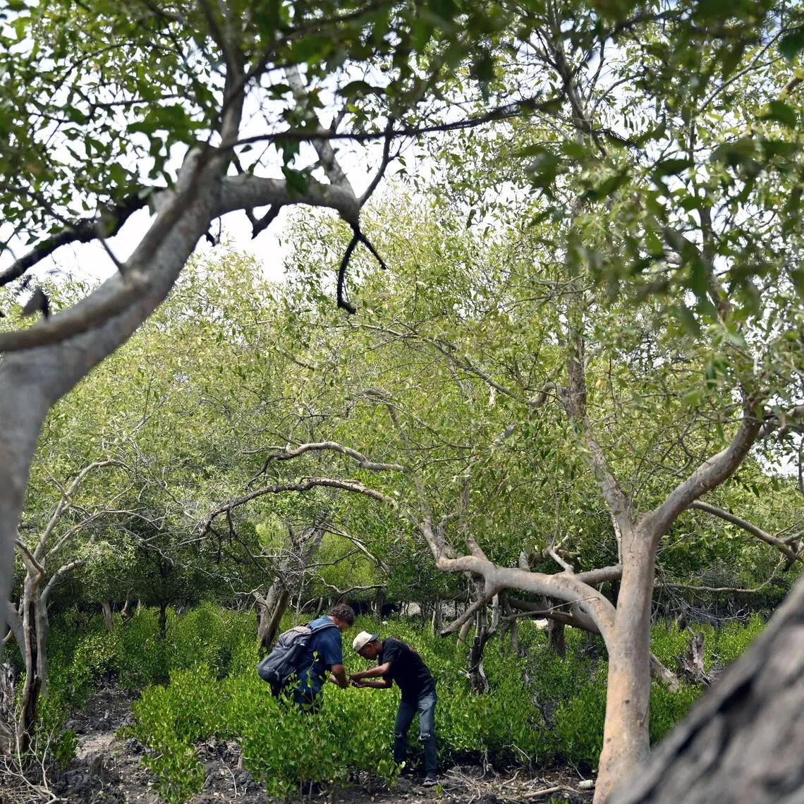 Gardens by the Bay's principal horticulturalist Anton van der Schans (left) and mangrove specialist Augustino Mendez Perera collecting Ceriops australis propagules on Oct 19 in Hera, an area on Timor-Leste’s northern coast.