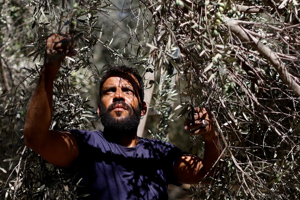 A Palestinian man collects olives from a tree at a farm in Deir Al-Balah, central Gaza Strip, September 20, 2026. REUTERS/Mahmoud Issa