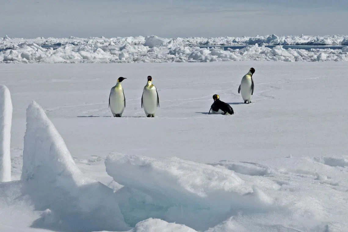 While the meeting affirmed the protection of emperor penguins as a priority, it stopped short of granting the specially protected species status.