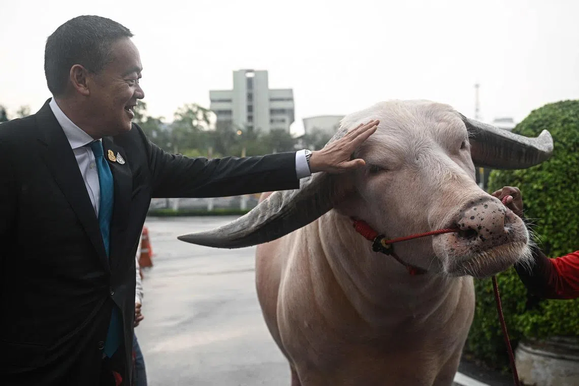 Mr Srettha pets Ko Muang Phet, a white buffalo who was sold for S$671,000 at Government House in Bangkok.