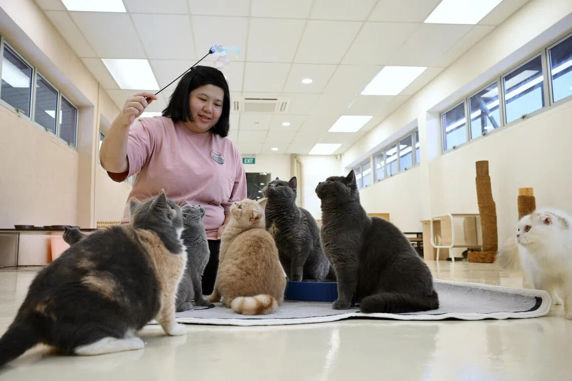 Sheryl Chia, founder of ChubbyBuddy, at her business with British shorthair and Scottish fold cats at The Animal Lodge on Sept 1.