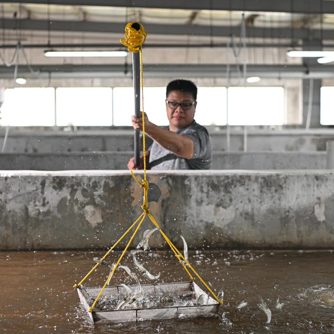 Mr Koh Foo Weng, a facility manager of AquaChamp farm, scoops out vannamei shrimps in the farm on Nov 25, 2025.