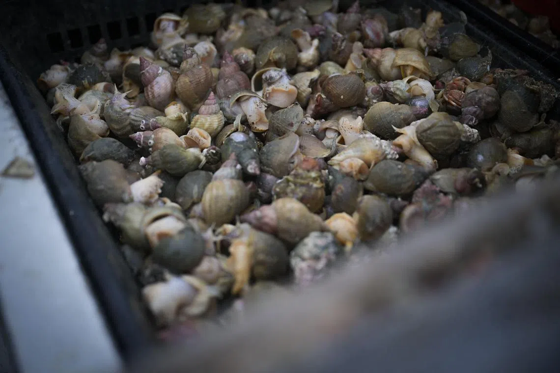 This photograph taken on December 14, 2023 shows collected whelks on board of a trawler, off the coast of Gouville-sur-mer, in the Granville Bay, northwestern France. (Photo by Lou Benoist / AFP)