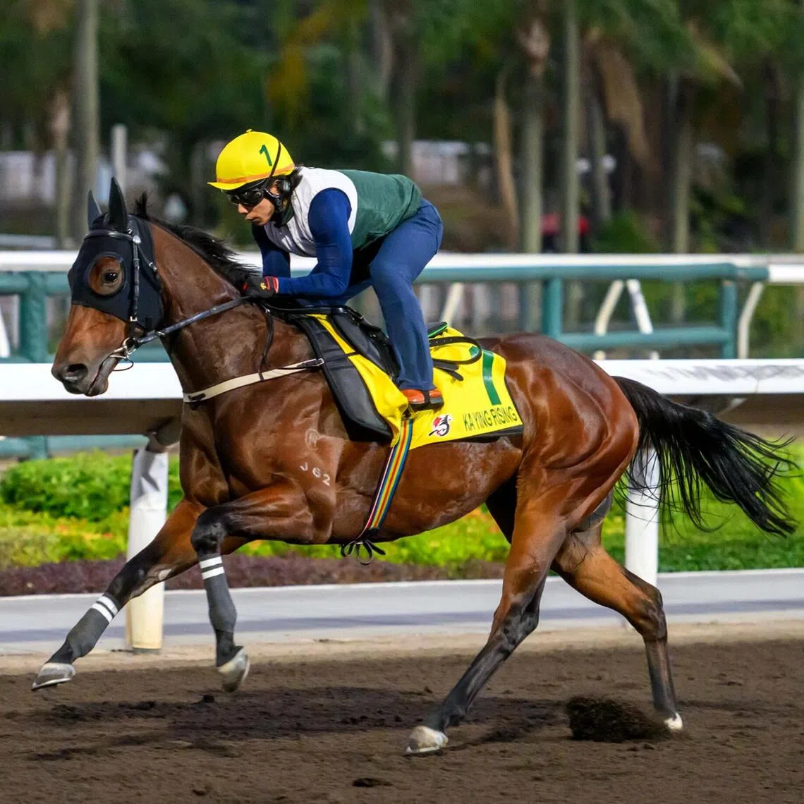 Hong Kong megastar Ka Ying Rising winding up one of his last spots of exercise with a track rider in the saddle at Sha Tin on Dec 12. The world's best sprinter is bidding for a second consecutive victory in the Group 1 Longines Hong Kong Sprint (1,200m) at Sha Tin on Dec 14,

PHOTO: HKJC
photo to ST Racing folder