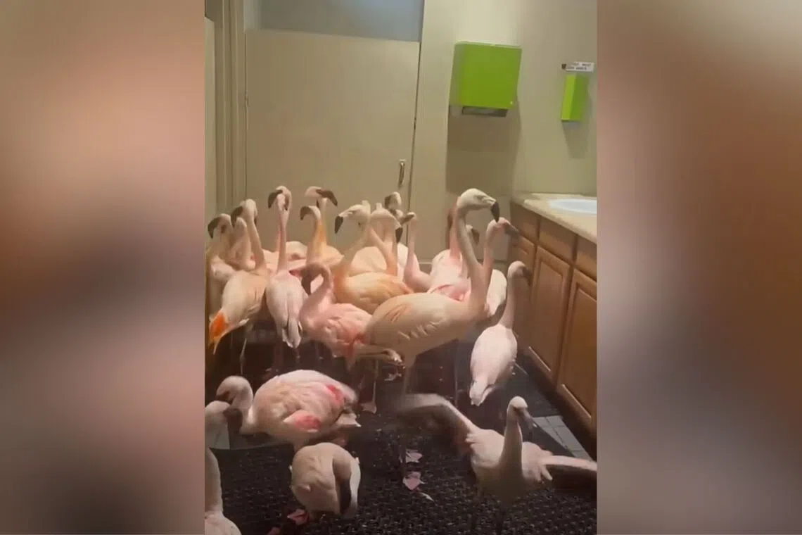 Footage of the pink flock bumbling between sinks and bathroom stalls, shedding feathers as they went, quickly made the rounds online.