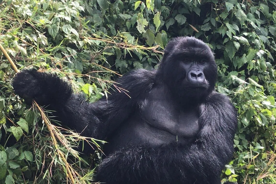 Hop, a juvenile silverback from the Umubano family of gorillas in Volcanoes National Park, Rwanda.
