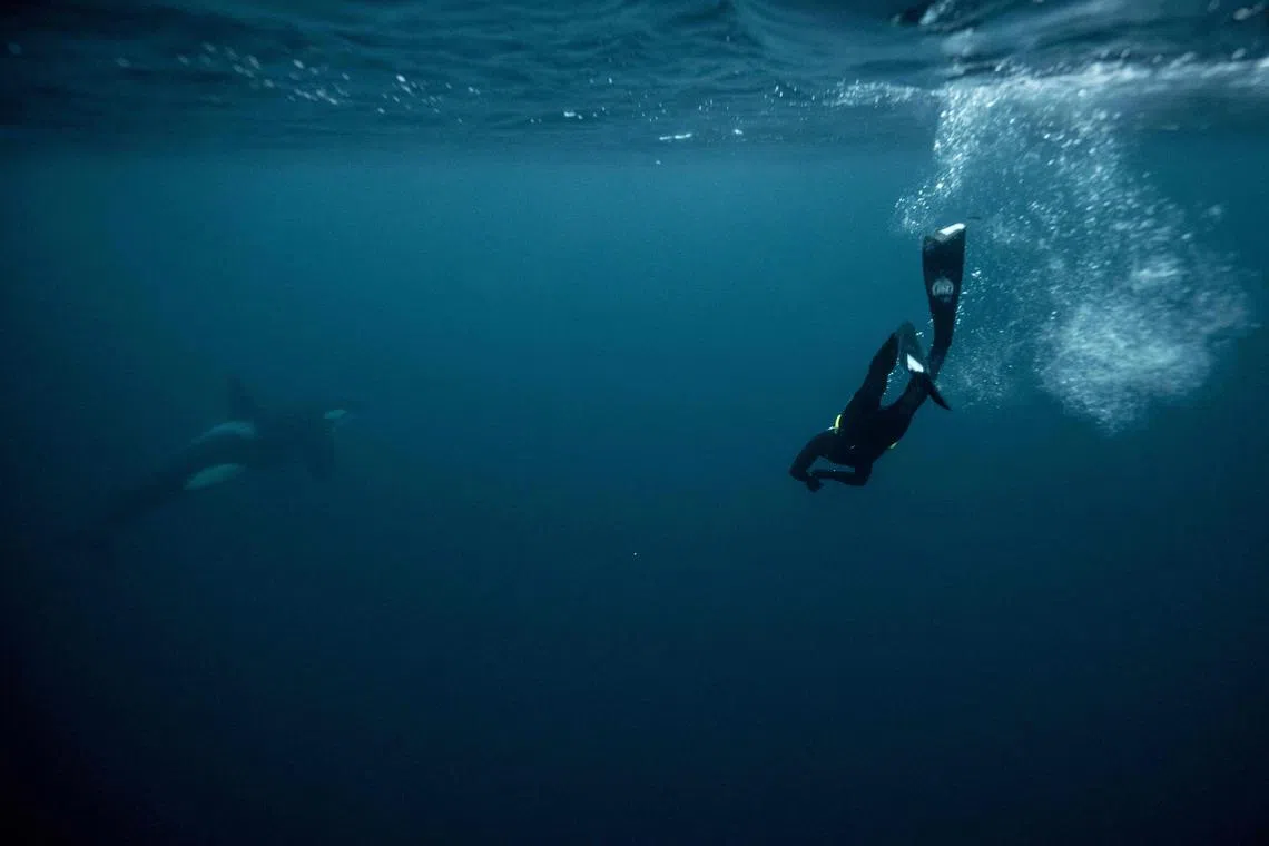 Five times freediving World Champion France's Arthur Guerin-Boeri swims next to an Orca's (Killer Whales) in the Arctic Ocean in the Spildra Island northern Arctic Circle, on Jan 27, 2023. Arctic Atlantic ocean is at +3C as the air temperature is -4C at this time of the year during the polar nights. 
