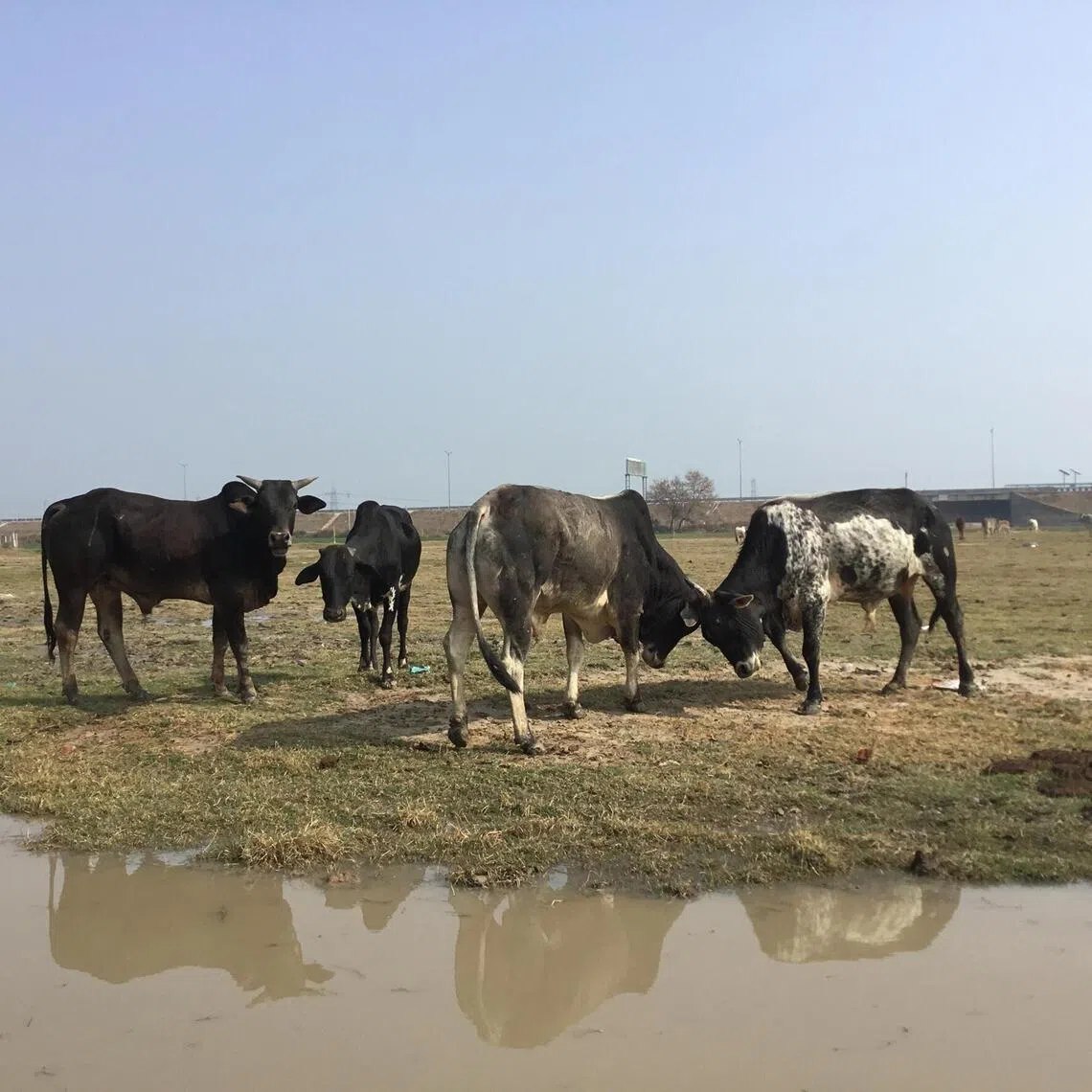 Muslims pushing for the national animal tag for the cow, say that if no cattle trade is allowed at all, the chances of such communal flash points will be reduced.