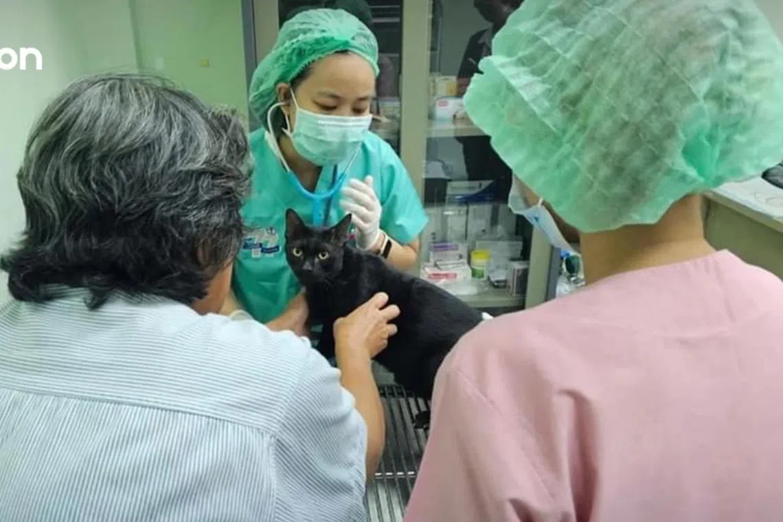 A Thai TV series found itself facing allegations of animal cruelty after inducing a cat to vomit.