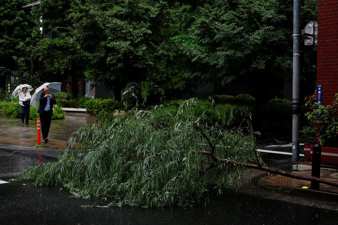 A toppled tree amid rain from Typhoon Jangmi in Tokyo on June 3.