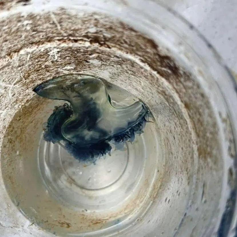 The jellyfish-like Portuguese man-of-war is among the world’s most dangerous venomous marine creatures.
