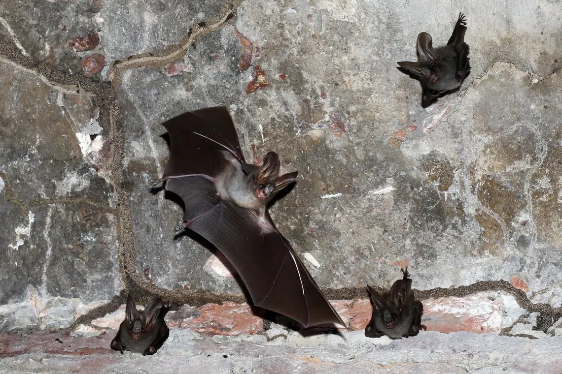 The risk of outbreaks of zoonotic diseases has been increasing in recent years.