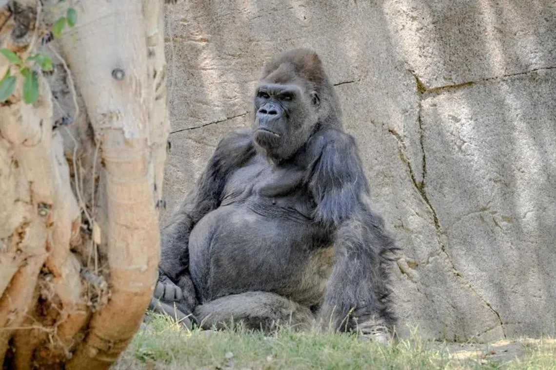 Winston, native to Central Africa, was born in the wild and raised in England before arriving in San Diego in 1984.