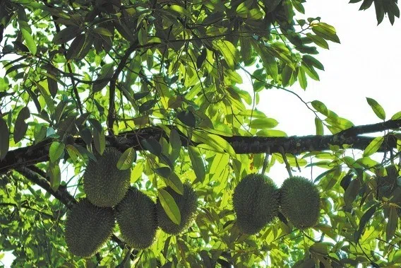 A durian tree bears fruit in Yingjiang county, Yunnan province.